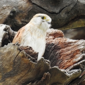 Falco cenchroides at Kambah, ACT - suppressed