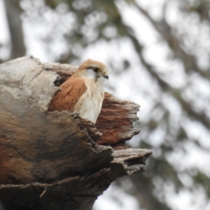 Falco cenchroides at Kambah, ACT - 12 Sep 2021