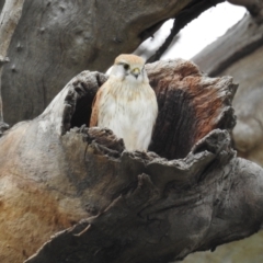 Falco cenchroides at Kambah, ACT - suppressed