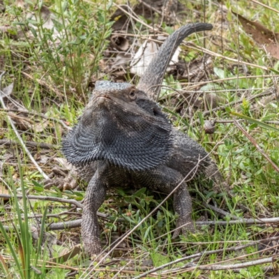 Pogona barbata (Eastern Bearded Dragon) at Mulligans Flat - 12 Sep 2021 by C_mperman