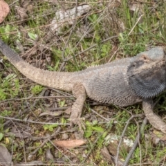 Pogona barbata at Sutton, NSW - suppressed