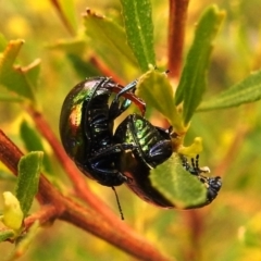Callidemum hypochalceum (Hop-bush leaf beetle) at Tuggeranong DC, ACT - 12 Sep 2021 by HelenCross
