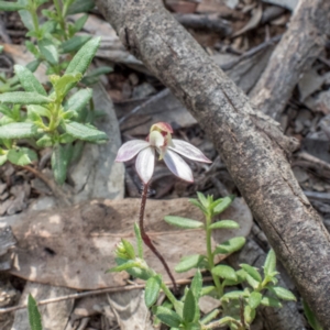 Caladenia fuscata at Forde, ACT - 12 Sep 2021