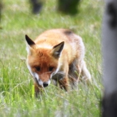 Vulpes vulpes (Red Fox) at Lions Youth Haven - Westwood Farm A.C.T. - 12 Sep 2021 by HelenCross