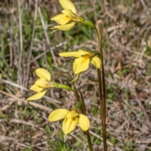 Diuris chryseopsis at Sutton, NSW - 12 Sep 2021