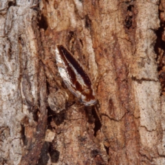 Ectoneura sp. (genus) (Cockroach) at Throsby, ACT - 8 Sep 2021 by DPRees125