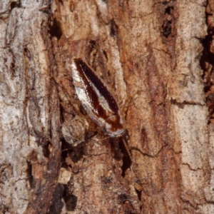 Ectoneura sp. (genus) at Throsby, ACT - 8 Sep 2021