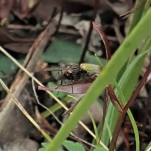 Cyrtostylis reniformis at suppressed - 9 Sep 2021