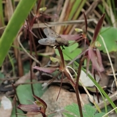 Cyrtostylis reniformis at suppressed - suppressed