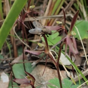 Cyrtostylis reniformis at suppressed - 9 Sep 2021