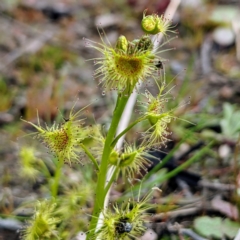 Drosera sp. (A Sundew) at Tuggeranong DC, ACT - 12 Sep 2021 by HelenCross