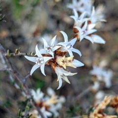 Cryptandra speciosa subsp. speciosa (Silky Cryptandra) at Bullen Range - 11 Sep 2021 by HelenCross