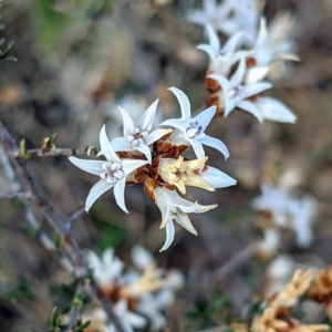 Cryptandra speciosa subsp. speciosa at Stromlo, ACT - 12 Sep 2021 07:22 AM