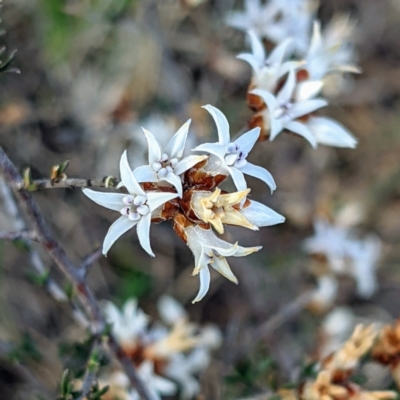 Cryptandra speciosa subsp. speciosa (Silky Cryptandra) at Bullen Range - 11 Sep 2021 by HelenCross