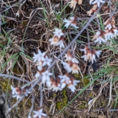 Cryptandra speciosa subsp. speciosa at Stromlo, ACT - 12 Sep 2021 07:22 AM