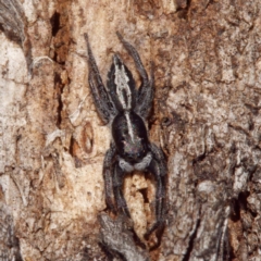 Ocrisiona leucocomis (White-flecked Crevice-dweller) at Throsby, ACT - 8 Sep 2021 by DPRees125