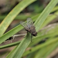 Helina sp. (genus) (Muscid fly) at Aranda, ACT - 9 Sep 2021 by CathB