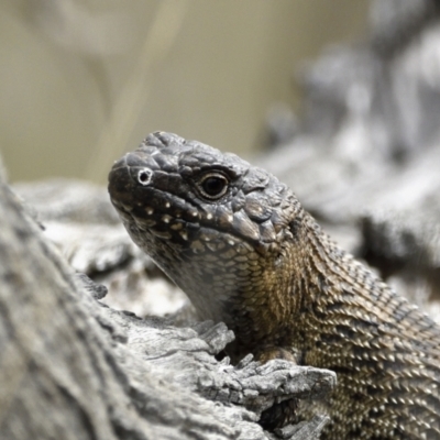 Egernia cunninghami (Cunningham's Skink) at Jerrabomberra, ACT - 12 Sep 2021 by davidcunninghamwildlife