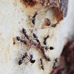 Crematogaster sp. (genus) (Acrobat ant, Cocktail ant) at Aranda Bushland - 6 Sep 2021 by CathB