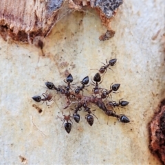 Crematogaster sp. (genus) at Holt, ACT - 6 Sep 2021 03:10 PM