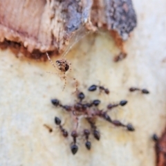 Crematogaster sp. (genus) at Holt, ACT - 6 Sep 2021