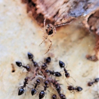 Cryptachaea veruculata (Diamondback comb-footed spider) at Holt, ACT - 6 Sep 2021 by CathB