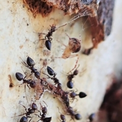 Cryptachaea veruculata at Holt, ACT - 6 Sep 2021