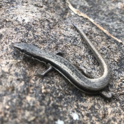 Morethia boulengeri (Boulenger's Skink) at Splitters Creek, NSW - 12 Sep 2021 by DamianMichael