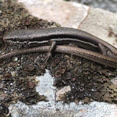 Morethia boulengeri (Boulenger's Skink) at Splitters Creek, NSW - 12 Sep 2021 by DamianMichael