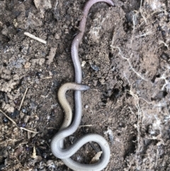 Aprasia parapulchella (Pink-tailed Worm-lizard) at Splitters Creek, NSW - 12 Sep 2021 by DamianMichael