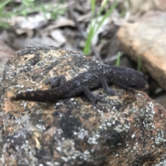 Diplodactylus vittatus (Eastern Stone Gecko) at Splitters Creek, NSW - 12 Sep 2021 by DamianMichael