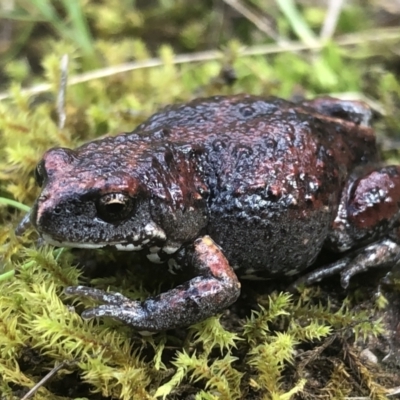 Pseudophryne bibroni (Bibron's Toadlet) at Hamilton Valley, NSW - 12 Sep 2021 by DamianMichael