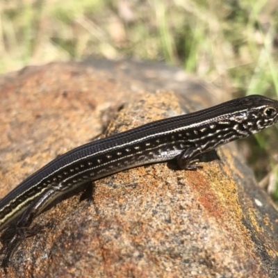 Ctenotus robustus (Robust Striped-skink) at Hamilton Valley, NSW - 12 Sep 2021 by DamianMichael