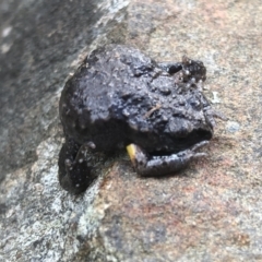 Pseudophryne bibronii (Bibron's Toadlet) at Splitters Creek, NSW - 12 Sep 2021 by DamianMichael