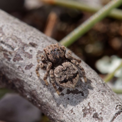 Maratus vespertilio (Bat-like peacock spider) at Mulligans Flat - 6 Sep 2021 by DPRees125