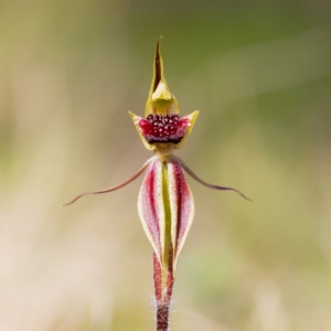 Caladenia actensis at Downer, ACT - 12 Sep 2021