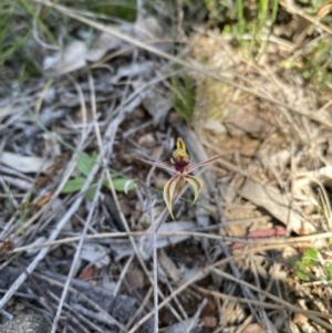 Caladenia actensis at suppressed - suppressed