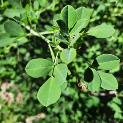 Goodia lotifolia (Golden Tip) at Bombay, NSW - 1 Mar 2021 by JenA