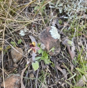 Caladenia actensis at suppressed - suppressed