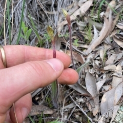 Caladenia actensis (Canberra Spider Orchid) at Downer, ACT - 8 Sep 2021 by RangerRiley