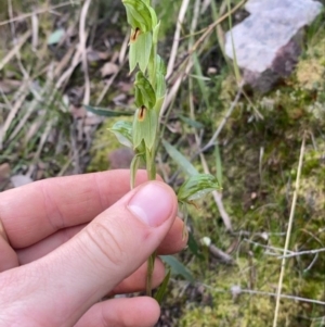 Bunochilus umbrinus (ACT) = Pterostylis umbrina (NSW) at suppressed - suppressed