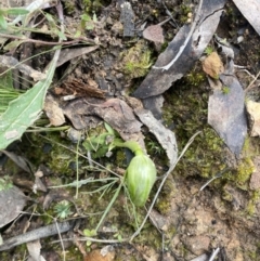 Pterostylis nutans (Nodding Greenhood) at Acton, ACT - 12 Sep 2021 by RangerRiley