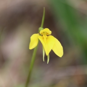 Diuris chryseopsis at Hughes, ACT - suppressed