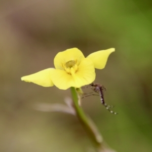 Diuris chryseopsis at Hughes, ACT - suppressed