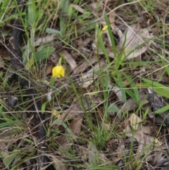 Diuris chryseopsis at Hughes, ACT - suppressed