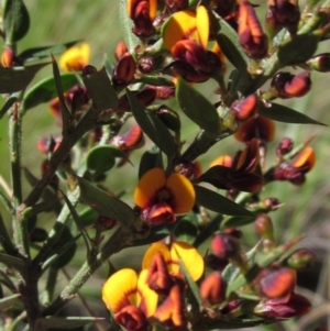 Daviesia ulicifolia subsp. ruscifolia at Acton, ACT - 11 Sep 2021 12:51 PM