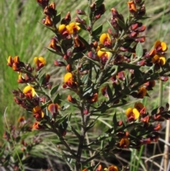 Daviesia ulicifolia subsp. ruscifolia at Acton, ACT - 11 Sep 2021