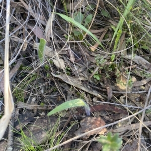 Caladenia atrovespa at Downer, ACT - 10 Sep 2021