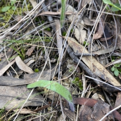 Caladenia atrovespa (Green-comb Spider Orchid) at Downer, ACT - 8 Sep 2021 by RangerRiley