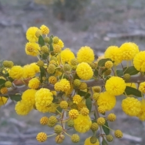 Acacia paradoxa at Watson, ACT - 12 Sep 2021 05:04 PM